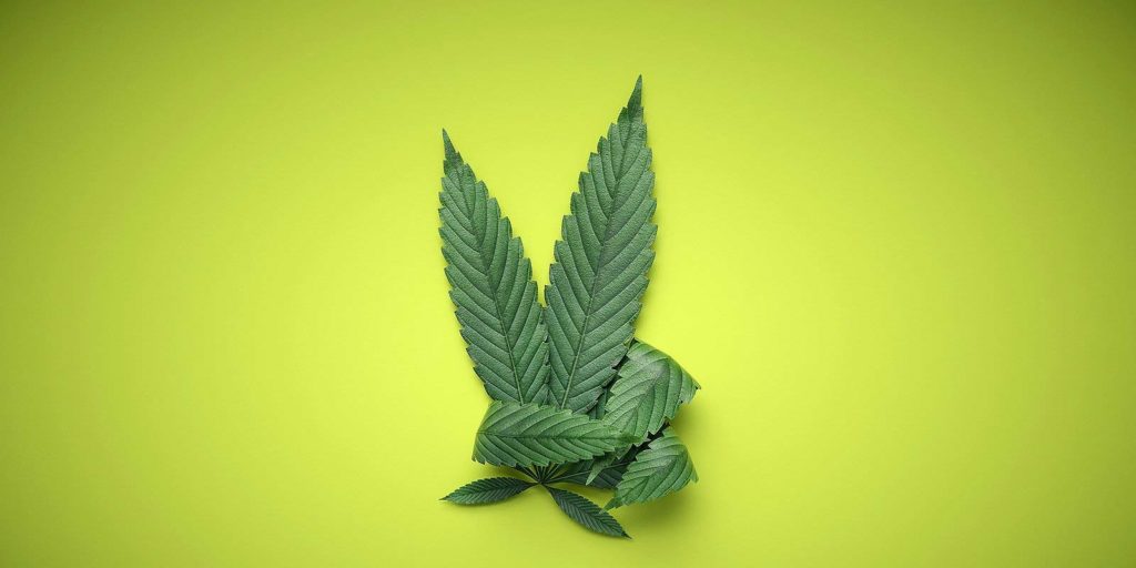 Marijuana leaf on green backdrop